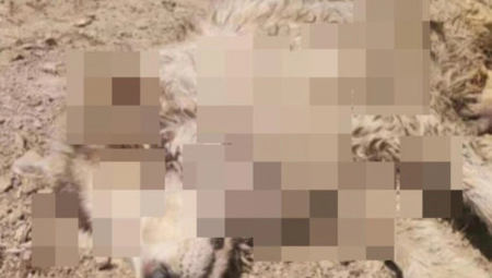 BRUTALNO POBIJEN VELIKI BROJ PASA U RUMI: Udarani tupim predmetom u glavu, ima i ubodnih rana! UZNEMIRUJUĆE SLIKE