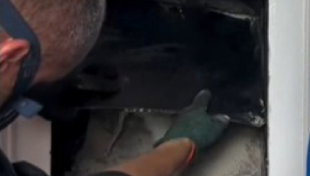 ŽENA POZVALA ODŽAČARA JER JE PRONAŠLA PERJE U KAMINU Kada je ugledao pomahnitalu pticu, zaledila mu se krv u žilama!