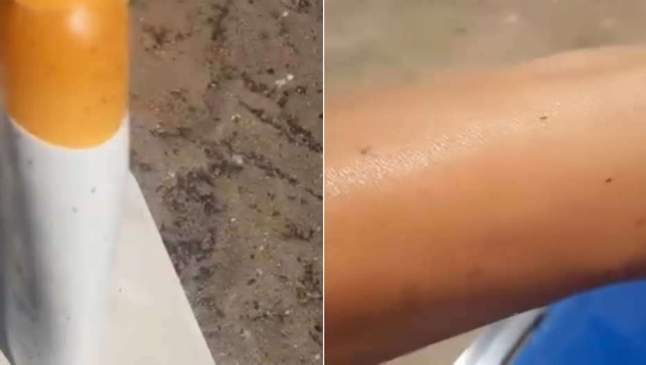 SUZANA JE SNIMILA NAJEZDU ČUDNIH BUBA U GRČKOJ Kad je shvatila šta je u pitanju... "IJU, BOKTE, PA TO SU..." (VIDEO)