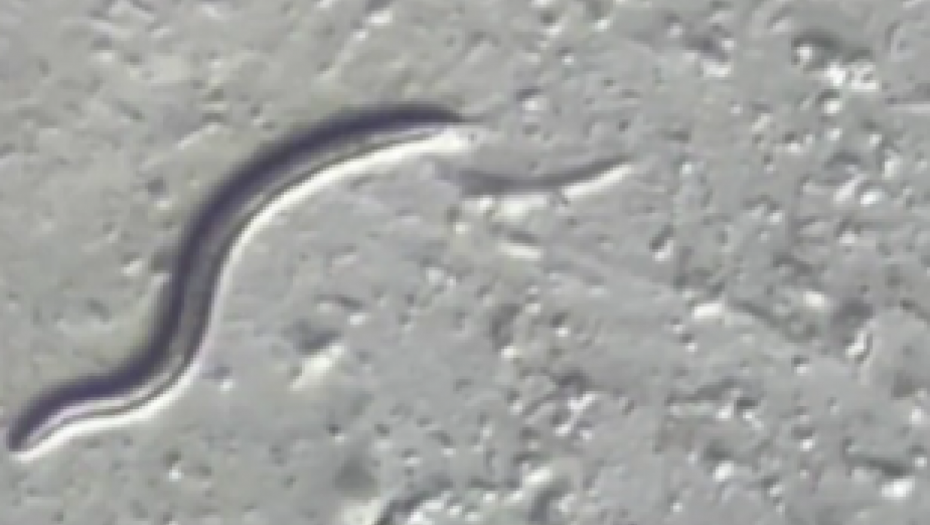 NEVEROVATNO OTKRIĆE NAUČNIKA Pronađen crv koji je zamrznut pre 46.000 godina (VIDEO)