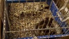 JEZIVA SCENA U KUĆI SRPSKE PORODICE Zmija im pojela ljubimca, pa se sklupčala u kavez (VIDEO)