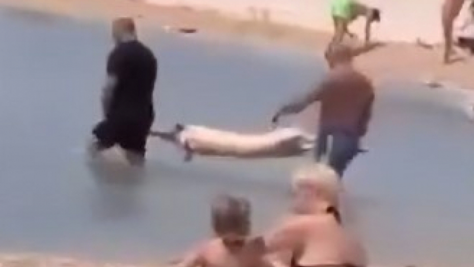ŠTA TO RADE OVI LJUDI ? Hit snimak turista koji sole prase na sred plaže zapalio region!
