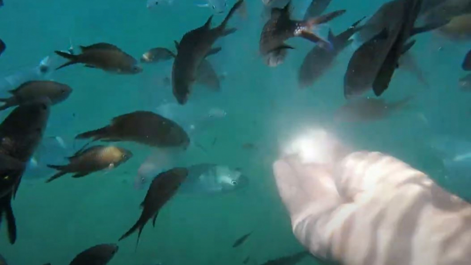 SRBINA UJELA RIBA NA LEFKADI: "Kida komad mesa s noge, bukvalno"