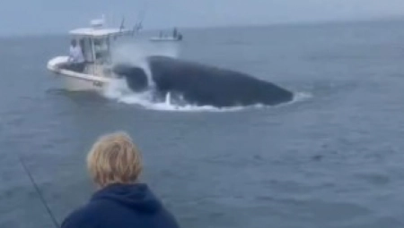 KIT ZGUŽVAO ČAMAC NA SRED OKEANA KAO DA JE OD PAPIRA Morska neman svom snagom skočila na brod, tinejdžer snimio trenutak užasa!