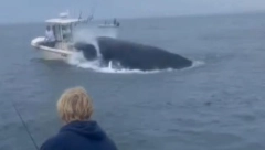 KIT ZGUŽVAO ČAMAC NA SRED OKEANA KAO DA JE OD PAPIRA Morska neman svom snagom skočila na brod, tinejdžer snimio trenutak užasa!