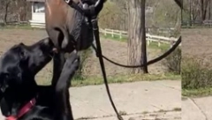 PAS MILICA NOVI ČLAN ČETE KONJANIKA POLICIJSKE BRIGADE (FOTO)