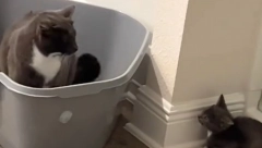 DA LI STE ČULI MAČKU KOJA LAJE? Ova je odrasla sa psima i ponaša se isto kao oni, zvuči urnebesno!