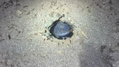 LJUDI NE VERUJU ŠTA SE SKRIVA NA PLAŽI Otkrivena riba koja izaziva jezu