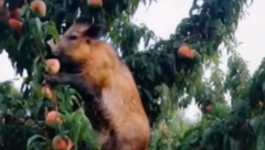 NAJEZDA SVINJA! Obrstile šta su stigle, gazda ne zna šta ga je snašlo! NAVALILE NA BRESKVE (VIDEO)