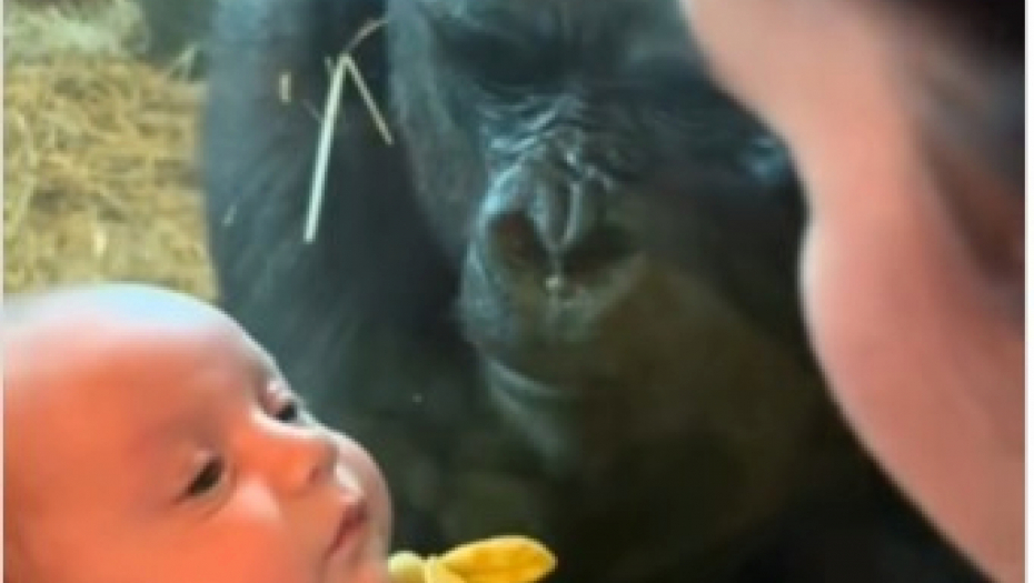 BEBA I MAMA U ZOO-VRTU STAJALE ISPRED STAKLA Odjednom im je prišla gorila i uradila nešto neverovatno, prizor koji topi srca! (VIDEO)
