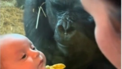 BEBA I MAMA U ZOO-VRTU STAJALE ISPRED STAKLA Odjednom im je prišla gorila i uradila nešto neverovatno, prizor koji topi srca! (VIDEO)