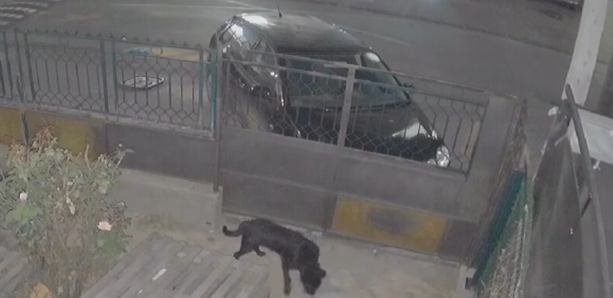 POGLEDAJTE OVOG ZLOTVORA IZ KRAGUJEVCA! Prilazi psu i baca mu otrov dok kamere na kući sve snimaju (VIDEO)