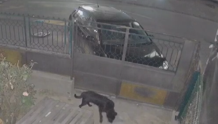 POGLEDAJTE OVOG ZLOTVORA IZ KRAGUJEVCA! Prilazi psu i baca mu otrov dok kamere na kući sve snimaju (VIDEO)