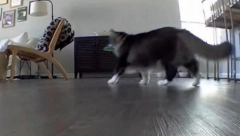 DEVOJKA OTKRILA PREVARU ZAHVALJUJUĆI SVOJOJ MAČKI Primetila je nešto čudno..