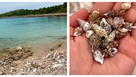 UZEO ŠKOLJUKU IZ MORA, DOBIO KRIVIČNU PRIJAVU Ako idete u Hrvatsku, dobro pazite, ovo nije naivno