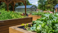 ZAŠTO JE CELER TOLIKO ZDRAV Ovo je njegov najkorisniji deo za organizam