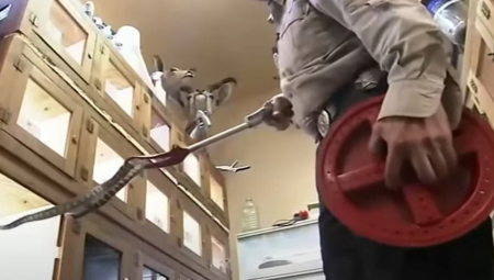 '''ZVUČAO JE KAO DA SU MU USTA PUNA KLIKERA'' Ljubitelj životinja presreo zmiju tokom vožnje, prišao da joj pomogne, a onda je nastao horor! (VIDEO)