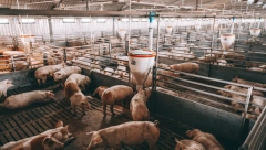 POLAKO KREĆU POSKUPLJENJA Cene svinja i jagnjića idu na gore – evo i koliko