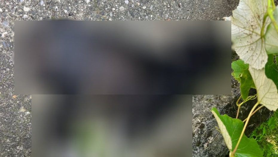 "OVO JE ZAISTA UŽAS!" Strah se širi među meštanima, stravični prizori traju danima u Priboju