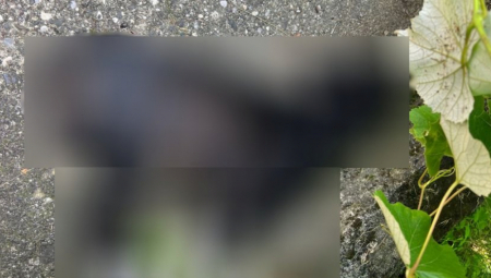 "OVO JE ZAISTA UŽAS!" Strah se širi među meštanima, stravični prizori traju danima u Priboju