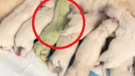 ROĐENO ŠTENE SA ZELENIM KRZNOM Uzgajivač objasnio kako se to dogodilo (VIDEO)