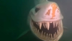 MONSTRUM NA DNU JEZERA PREPLAŠIO RONIOCE Kad su bolje pogledali, nisu mogli da veruju svojim očima! (VIDEO)