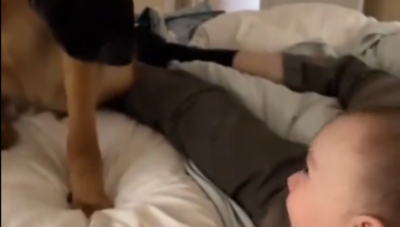 VUČJAK NASKOČIO NA KREVET PORED BEBE Nezapamćeni momenat snimala kamera, snimak videlo pola miliona ljudi!