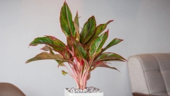 BUBE VOLE VAŠE GREŠKE Biljke propadaju zbog 4 česte navike, izbegnite ih uz pomoć saveta stručnjaka