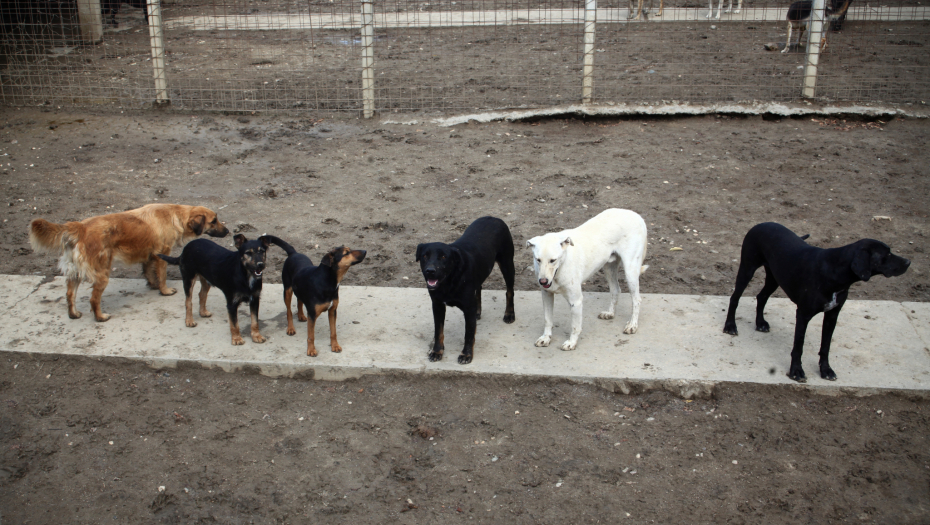 KAZNE IDU I DO 150.000 DINARA Evo kakvi su propisi za sve vlasnike pasa