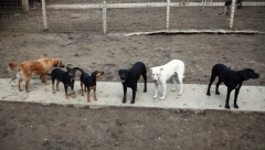 KAZNE IDU I DO 150.000 DINARA Evo kakvi su propisi za sve vlasnike pasa