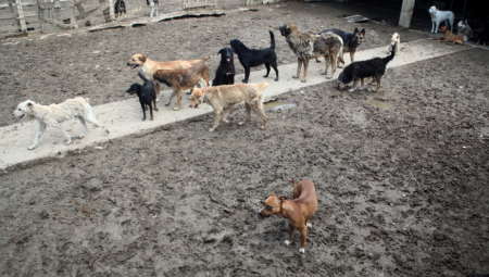 UŽAS U NOVOM PAZARU, ČOPOR PASA LUTALICA IZUJEDAO DEČAKA NA PUTU DO ŠKOLE! Spasao ga slučajni prolaznik