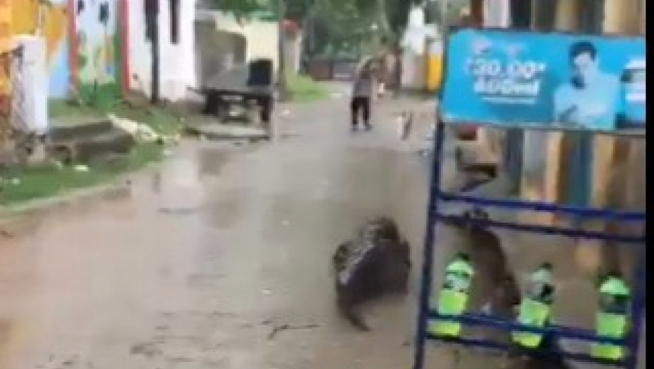 DIVLJA ZVER PROŠETALA SEOSKIM ULICAMA Gmizavac izazvao paniku i šok među lokalnim stanovništvom! (VIDEO)