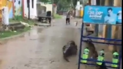 DIVLJA ZVER PROŠETALA SEOSKIM ULICAMA Gmizavac izazvao paniku i šok među lokalnim stanovništvom! (VIDEO)