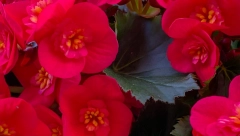 CVEĆE LJUBAVI I SREĆE Naše bake su ga uvek imale na terasi ili u dvorištu, jer su verovale da privlači lepa dešavanja