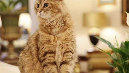 ŽIVI KAO PRAVA PRAVCATA PRINCEZA Mačka Lilibet 5 godina leškari u luksuznom hotelu gde cena noćenja oduzima dah