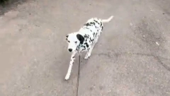 OVO ĆE VAM SIGURNO ULEPŠATI DAN Pas svako jutro pozdravi mačku lutalicu, svoju drugaricu iz parka