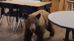 SRAM GA BILO, PONAŠAO SE KAO ZLATOKOSA... Nastavnica zatekla medveda kako u učionici deci gricka užinu (VIDEO)