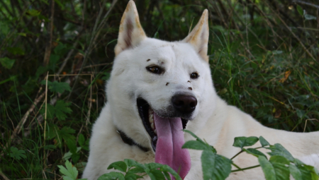 ZAŠTO PAS NEĆE NAPOLJE KAD JE KIŠA? Ovo je pravi razlog