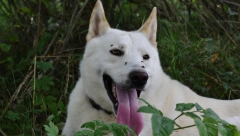 KOMARCI MOGU BITI FATALNI ZA VAŠEG PSA Prepoznajte i sprečite opasnost od srčanih crva