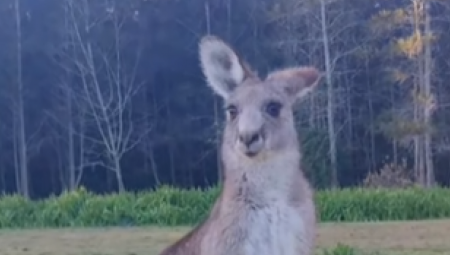 VIC DANA Vratio se Mujo iz Australije, pa ga Haso pita...