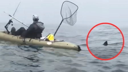 STRAŠNA AJKULA IH JE JURILA Amerikancima se srce spustilo u pete, kamera snimila napetu scenu (VIDEO)