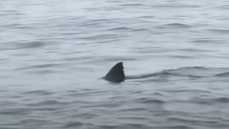 MORSKI PAS OTKINUO ŽENU NOGU U ŠPANIJI! Turistkinja iz Nemačke umrla u bolnici!