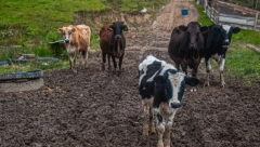 „BALKANSKI GRIP“ UPLAŠIO REGION Neophodan sertifikat za uvoz stoke