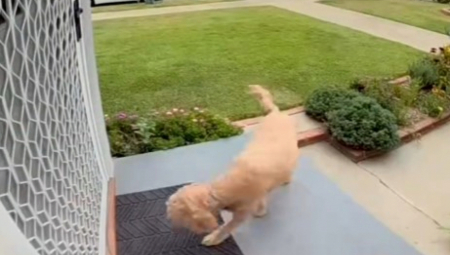 OVAJ PAS JE NEŠTO NAJSLAĐE ŠTO ĆETE VIDETI DANAS Pita pristojno čeka da joj komšinica otvori vrata, njen gest je oduševio milione! (VIDEO)