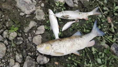 EKOLOŠKA KATASTROFA NA PEŠTERU Pomor ribe u reci Đerekari, visoke temeprature i nizak vodostaj prete biljnom i životinjskom svetu