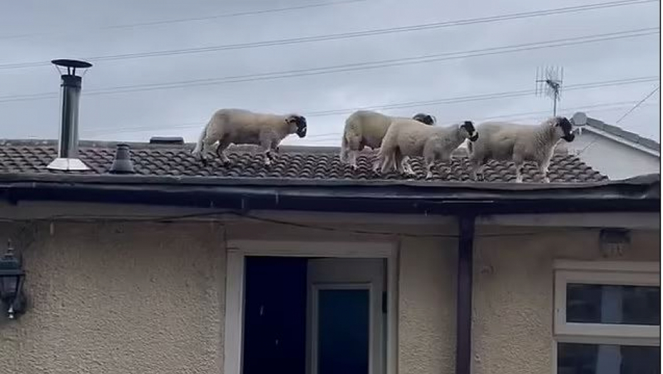 BRAČNI PAR OSTAO U ŠOKU KAD JE ČUO ŠKRIPANJE! Stado ovaca im je bilo na KROVU kuće (VIDEO)