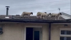 BRAČNI PAR OSTAO U ŠOKU KAD JE ČUO ŠKRIPANJE! Stado ovaca im je bilo na KROVU kuće (VIDEO)