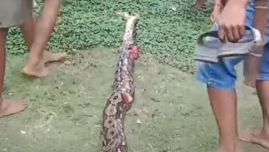 PITON PROGUTAO BABU DO RAMENA, PA JE POVRATIO! Sin primetio da je nema, pa pratio tragove krvi: Scena ga sablasnula! (VIDEO)