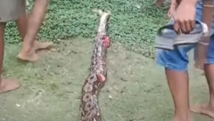 PITON PROGUTAO BABU DO RAMENA, PA JE POVRATIO! Sin primetio da je nema, pa pratio tragove krvi: Scena ga sablasnula! (VIDEO)