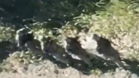 "ZAVLADALA JE PANIKA, BEŽE U MALIM GRUPAMA" Stvara se prilika za ključnu rusku ofanzivu?